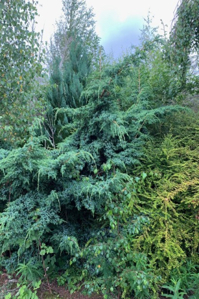 Ялівець китайський Блю Альпс